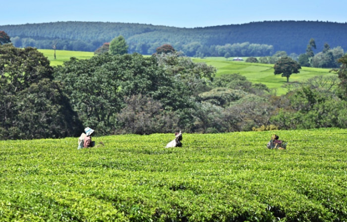 Kenia leitet Ermittlungen zu Vorwürfen wegen sexuellen Missbrauchs bei britischen Teefirmen ein