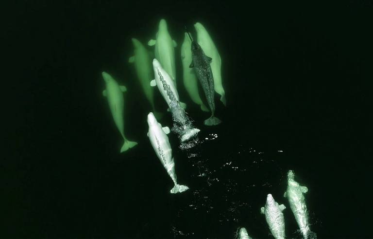 Die Vorliebe der Narwale für kaltes Wasser macht sie empfindlich gegenüber dem Klimawandel Die Vorliebe der Narwale für kaltes Wasser macht sie empfindlich gegenüber dem Klimawandel