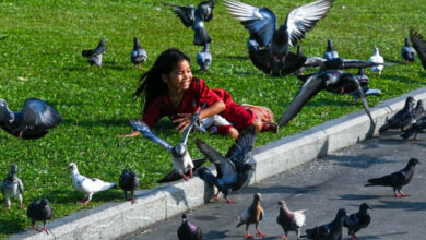 Kambodscha Keine Mensch-zu-Mensch-Vogelgrippe-Übertragung gefunden