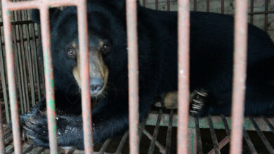 Bären aus illegaler Gallenfarm in Vietnam befreit