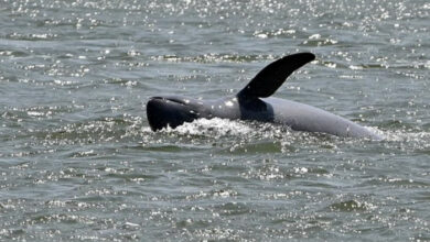 Kämpfen Sie, um Kambodschas Flussdelfine vor dem Aussterben zu bewahren