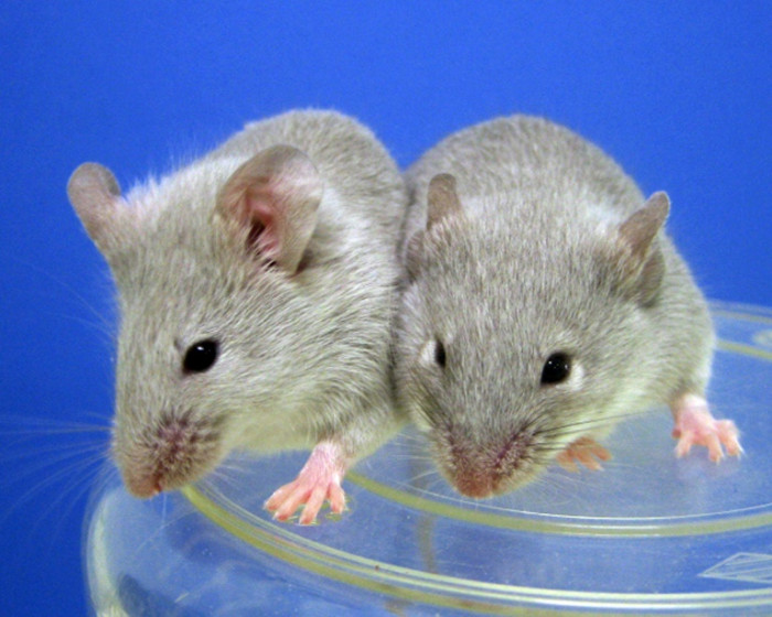 „Revolutionär“: Wissenschaftler erschaffen Mäuse mit zwei Vätern