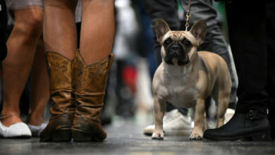 Französische Bulldoggen stürzen Labradors als beliebteste US-Rasse: AKC
