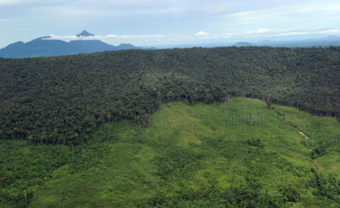 Bergwälder verschwinden mit alarmierender Geschwindigkeit: Studie