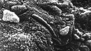 Korrektur des Fossilienbestands