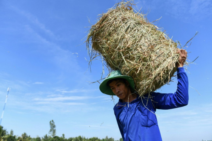 Wie Vietnam versucht, die Erwärmung des Planeten durch Reis zu stoppen