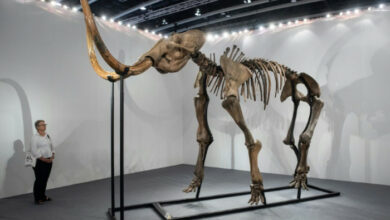 Fleischbällchen aus im Labor gezüchtetem Mammutfleisch