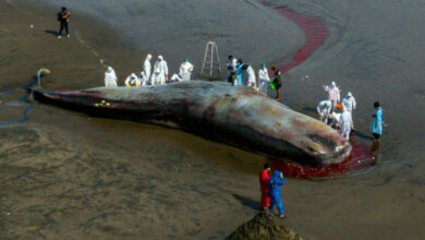 Dritter massiver Wal in einem Monat, der selbst gestrandet ist, stirbt auf Bali