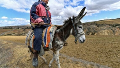 Dürre in Tunesien droht „katastrophale“ Getreideernte