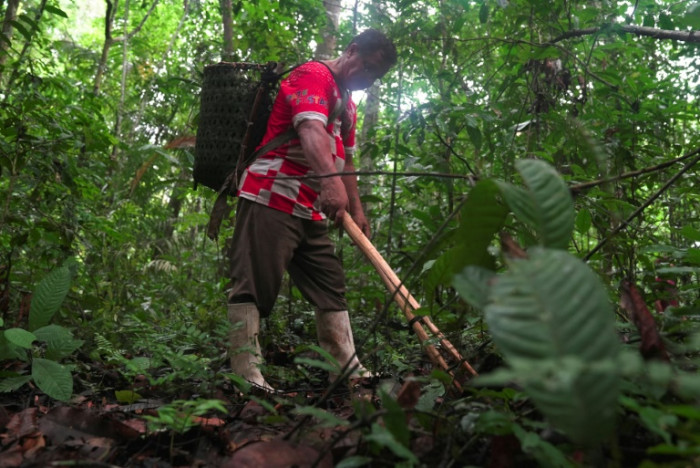 „Wirklich hart“ – das Leben eines Paranussernteers im Amazonas