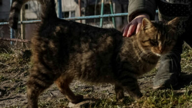 Neuseeländischer Wettbewerb zum Töten von Katzen gestrichen