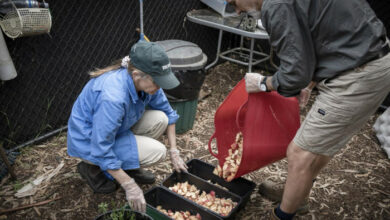 Melbournes Fledermäuse bekommen ihre eigenen Sprinkler