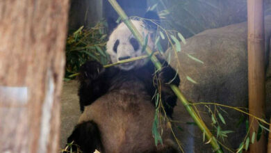 Riesenpanda Ya Ya kehrt aus den USA nach China zurück