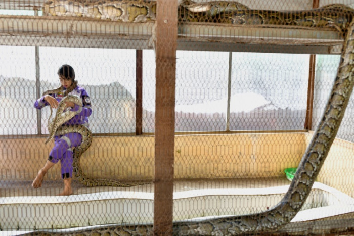 Pythons auf Ihrer Veranda?  Nennen Sie Myanmars „Schlangenprinzessin“