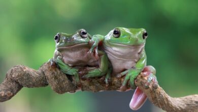 Der UniSwap (UNI)-Preis bleibt stabil, während der DigiToads (TOADS)-Preis in den Vorverkaufsphasen 1, 2 und 3 steigt
