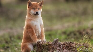 Preisausblick für Shiba Inu (SHIB) und Aptos (APT).
