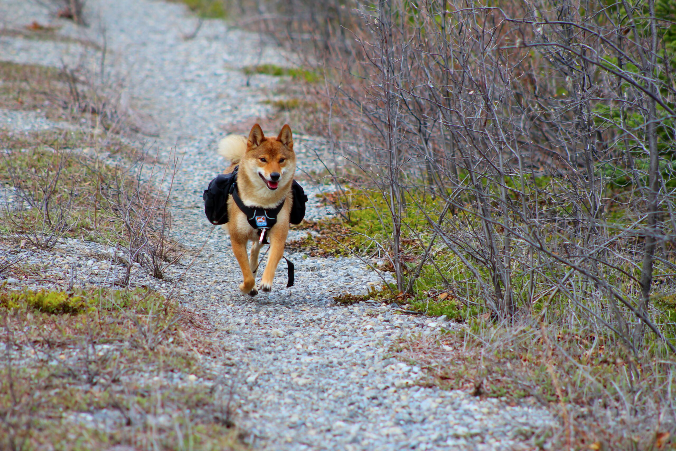 Shiba Inu SHIB