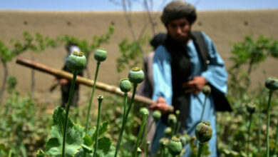 Keine Alternative: Afghanische Bauern beklagen das Mohnverbot der Taliban