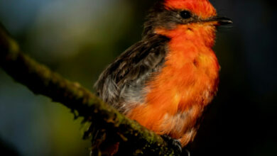 Auf den Galapagos-Inseln feiert der Darwin-Fliegenschnäpper ein kleines Comeback