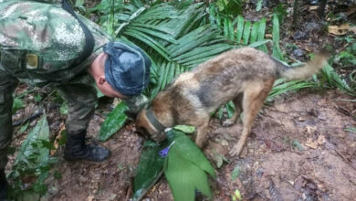 Nach Flugzeugabsturz wurden vier Kinder lebend in Amazonas gefunden