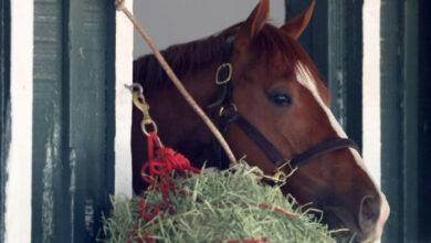 Die Sicherheit der Pferde steht im Rampenlicht, als Derby-Sieger Mage sich für Preakness entscheidet