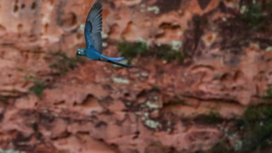 Brasilien steht vor dem Dilemma: gefährdeter Ara vs. Windpark