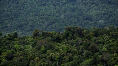 Brasilianische indigene Reservate sind einer neuen Bedrohung ausgesetzt
