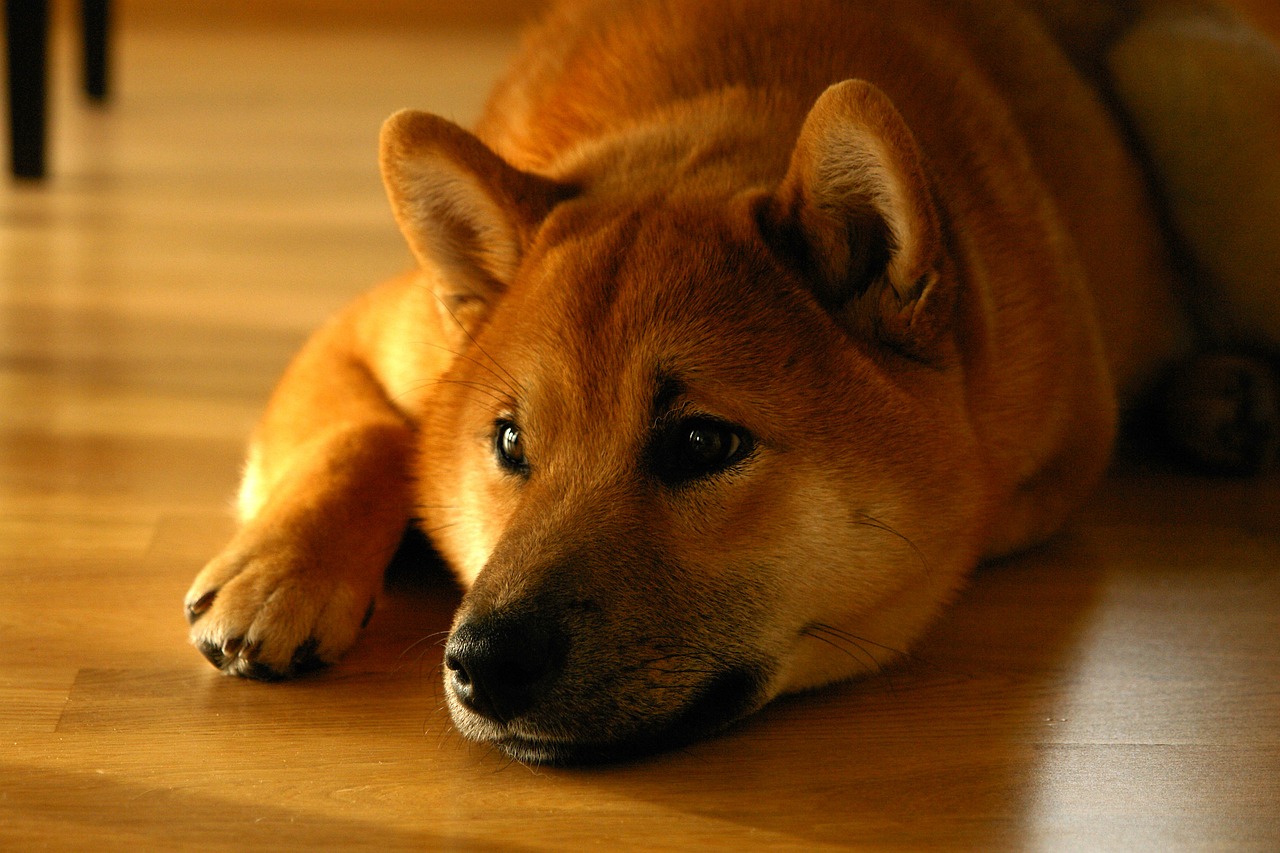 Shiba Inu Community Destroys 3.26 Billion Tokens in April, But Price Continues To Decline, Why?