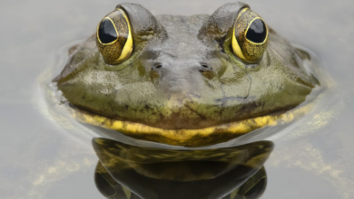 PEPE