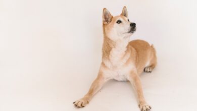 Shiba Inu
