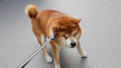 Shiba Inu