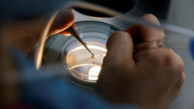 Singapur lockert die Regeln für das Einfrieren von Eizellen, da die Geburtenrate einen Rekordtiefstand erreicht hat