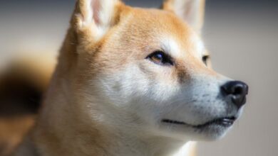 Shiba Inu (SHIB)