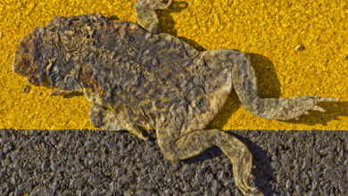 Pepe coin price crash sad frog crypto