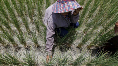 El Nino könnte asiatische Farmen treffen