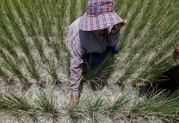El Nino könnte asiatische Farmen treffen