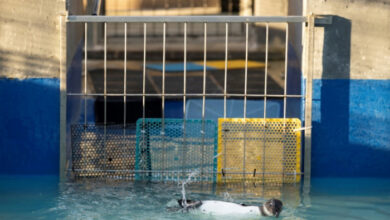 Die Klinik in Südafrika hofft, die Zukunft der Pinguine zu retten