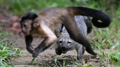 Reuige Viehzüchter retten kolumbianische Wildtiere