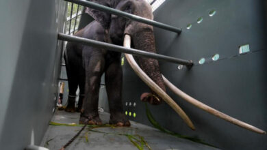 Vernachlässigter thailändischer Elefant bereitet sich auf Jumbo-Flug nach Hause vor