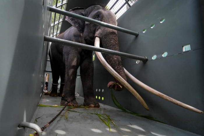 Vernachlässigter thailändischer Elefant bereitet sich auf Jumbo-Flug nach Hause vor