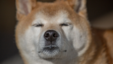 Dogecoin