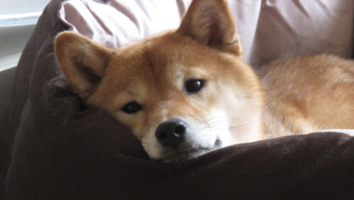 Kann sich Shiba Inu am Ende des Monats Mai mit einem entmutigenden Rückgang von 16 % erholen?
