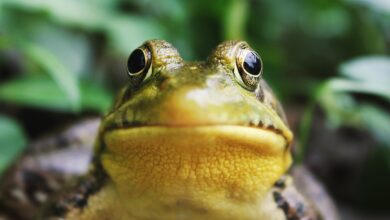 PEPE Rising: 63% Weekly Gain Showcases Unstoppable Momentum