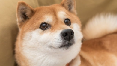 Shiba Inu