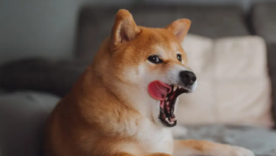 Shiba Inu