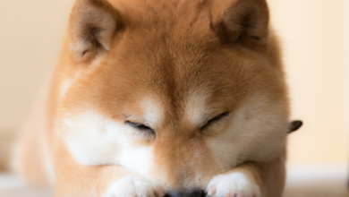 Shiba Inu