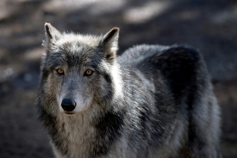 Ein Wolf in seinem Gehege im Colorado Wolf and Wildlife Center (CWWC) in Divide, Colorado; Wie Hunde erkennen und reagieren Wölfe laut einer Studie besser auf die Stimmen vertrauter Menschen als auf Fremde. (Foto: AFP) Ein Wolf in seinem Gehege im Colorado Wolf and Wildlife Center (CWWC) in Divide, Colorado; Wie Hunde erkennen und reagieren Wölfe laut einer Studie besser auf die Stimmen vertrauter Menschen als auf Fremde. (Foto: AFP)