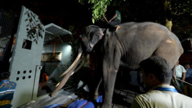 Vernachlässigter Elefant besteigt Jumbo-Flug nach Hause nach Thailand