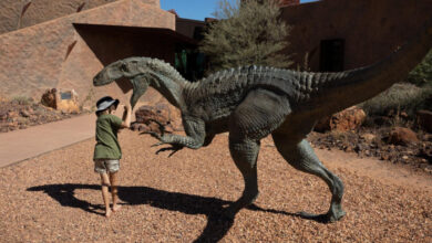 Fossilienfunde lösen Dinosaurier-Ansturm aus