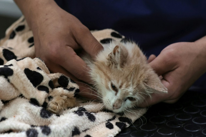 Viruskrankheit tötet Katzen auf der „Katzeninsel“ Zypern